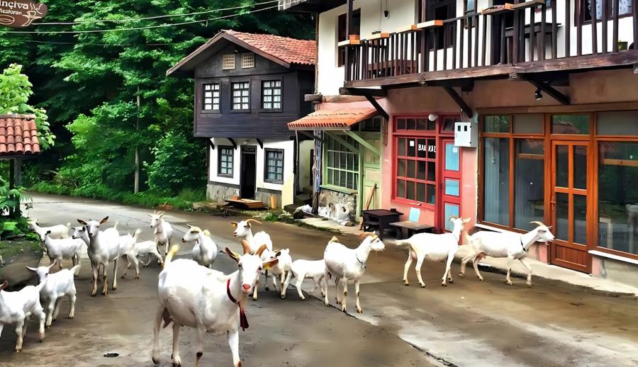 Doğu Karadeniz Yaylaları ve Batum Tiflis Kars Erzurum Turu (5 Gece) — 13/21